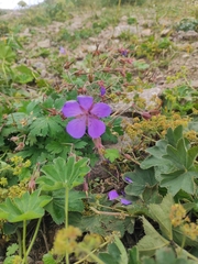 Geranium saxatile, photograph Dmitry Lyskov, CC0, iNaturalist via GBIF