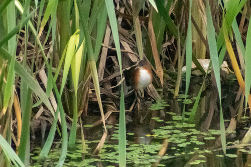 Rufous-sided Crake