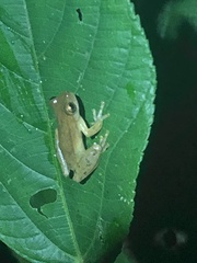 Schubart's Rondonia Tree Frog