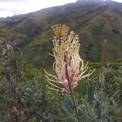 Oreocallis grandiflora