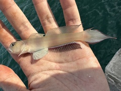 Downing's Shrimpgoby photo 3