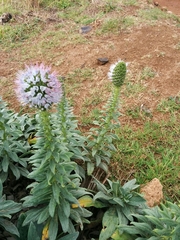 Echium nervosum