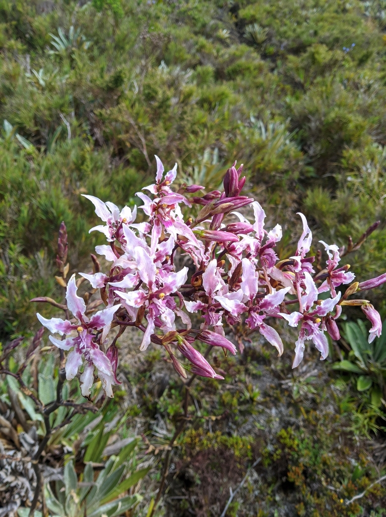 Cyrtochilum ramosissimum