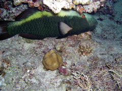 Cetoscarus bicolor
