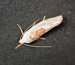 Tymbophora peltastis