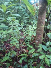 Crypturellus undulatus