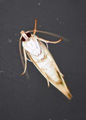 Tymbophora peltastis