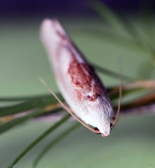 Tymbophora peltastis