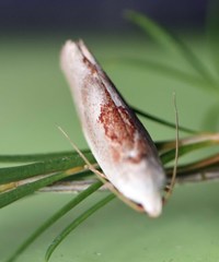 Tymbophora peltastis