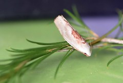 Tymbophora peltastis
