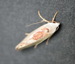 Tymbophora peltastis