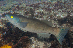 Herring Cale photo 5