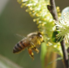 Apis mellifera