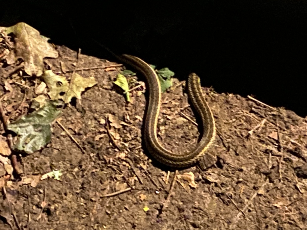 Common Garter Snake from Blackberry Dr, Stamford, CT, US on August 22