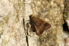 Hasora anura