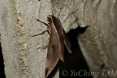 Acosmerycoides harterti