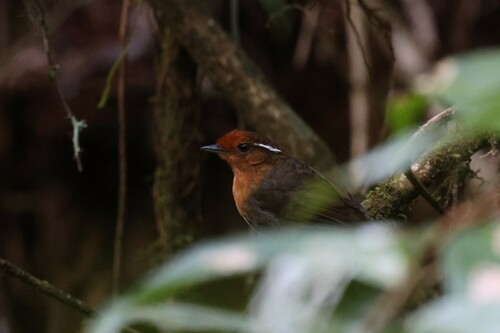 Chestnut-crowned Gnateater (Conopophaga castaneiceps), photo 8