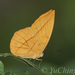 Yellow Dryad - Photo (c) Yu Ching Tam, some rights reserved (CC BY-NC-ND), uploaded by Yu Ching Tam