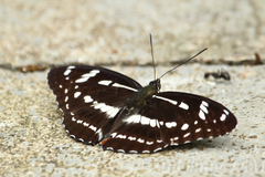 Limenitis misuji