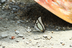 Polyura eudamippus