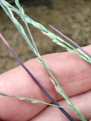 Puccinellia nipponica iNat (1)