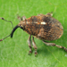 Punctate Minute Seed Weevil - Photo (c) Tom Murray, some rights reserved (CC BY-NC), uploaded by Tom Murray