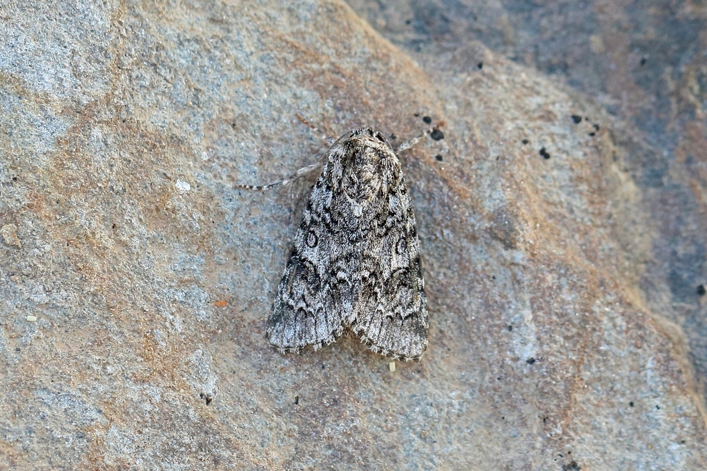 sweet gale moth