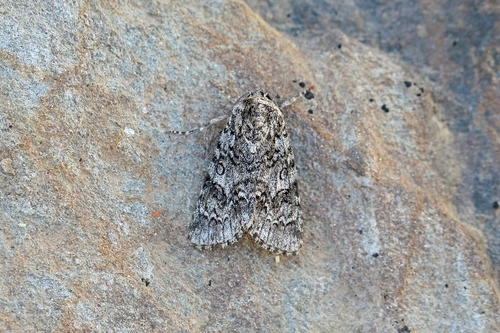sweet gale moth