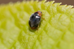 Scymnus ferrugatus