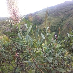 Oreocallis grandiflora