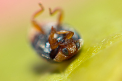 Scymnus ferrugatus