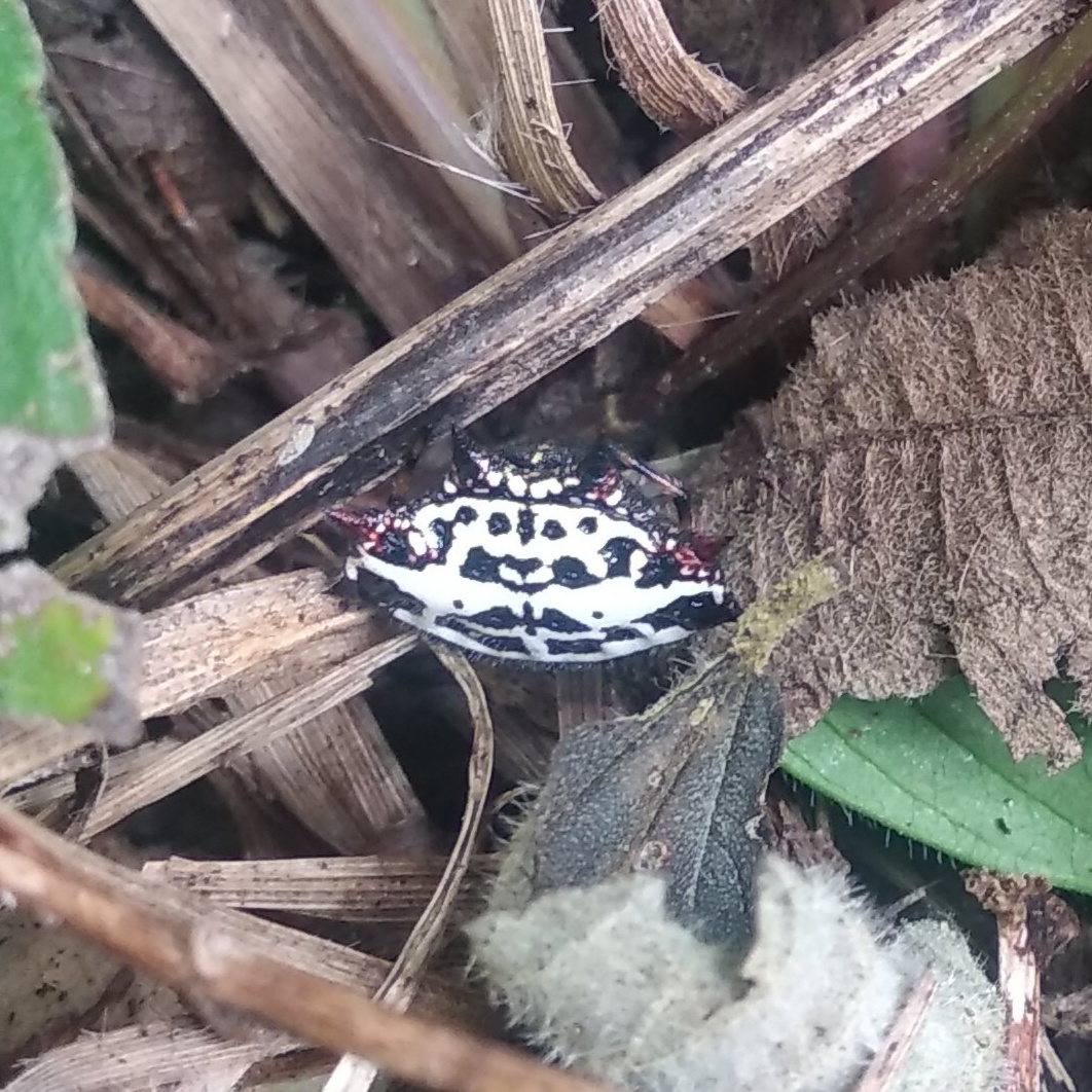 Gasteracantha image
