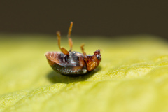 Scymnus ferrugatus