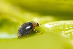 Scymnus ferrugatus