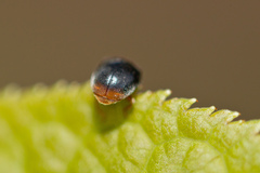 Scymnus ferrugatus