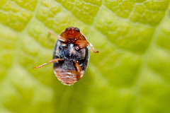 Scymnus ferrugatus