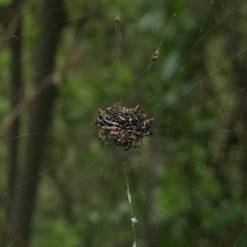 Gasteracantha cancriformis image