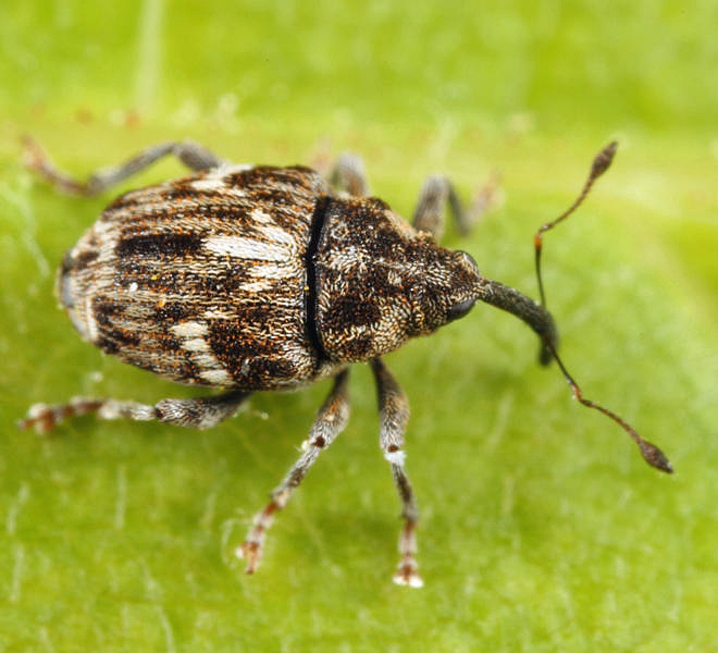 Microplontus campestris