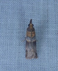 Calguia defiguralis