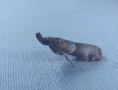 Calguia defiguralis