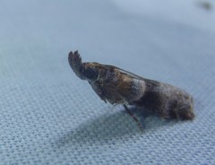Calguia defiguralis