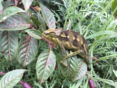 Chamaeleonidae