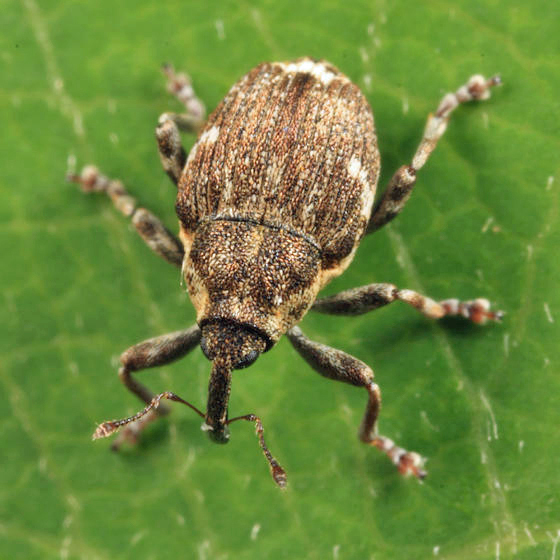 Pointed Minute Seed Weevil