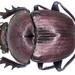 Egyptian Scarab - Photo (c) Udo Schmidt, some rights reserved (CC BY-SA)