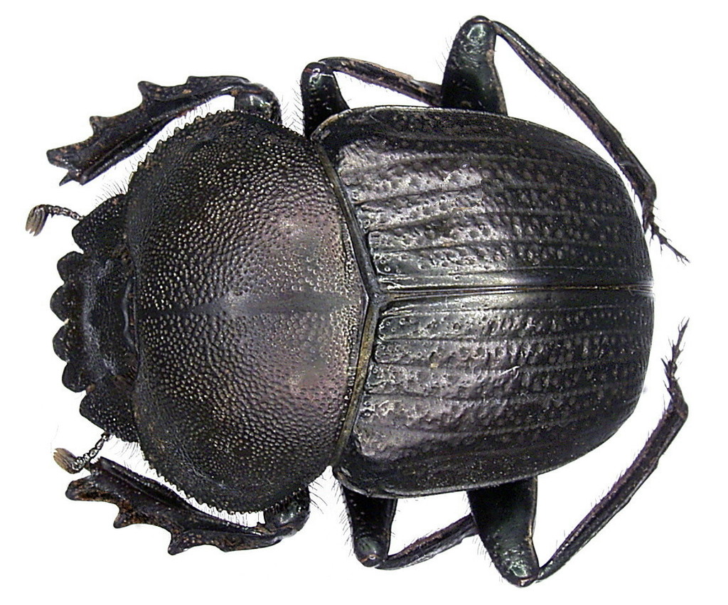 Kheper aeratus
