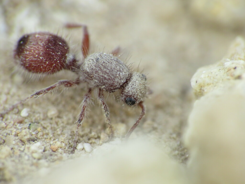 Dasymutilla birkmani