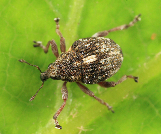 Rhinoncus pericarpius