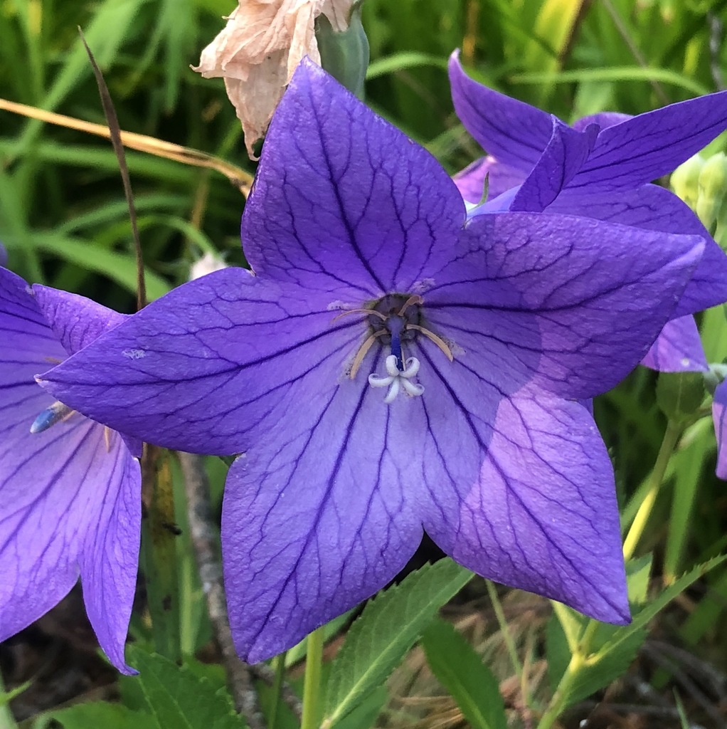 Platycodon grandiflorus — a medium houseplant, prefers full sun light