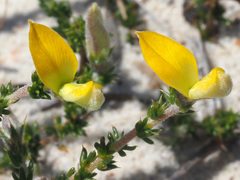 Aspalathus aristifolia