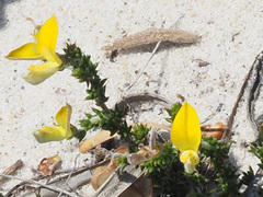 Aspalathus aristifolia